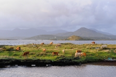 Cashel Hill and Cows