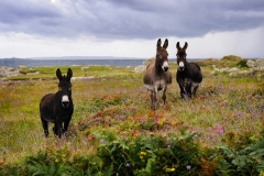 Carna Donkeys