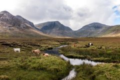 Cows at Gleninagh