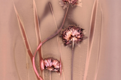 Chives 1
