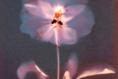 Single Flower 2