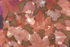 Autumn Leaves