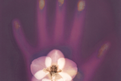 Orchid in Hand