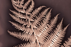 Fern