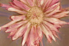 Single Flower 1