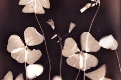 Wood Sorrel