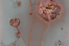 Chives 2