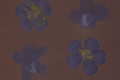 Buttercups